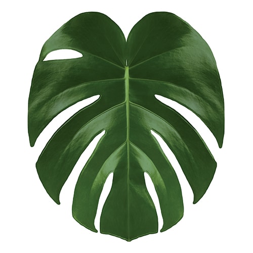 Optez pour une touche de verdure avec notre sticker Feuilles tropicales Urban Jungle !