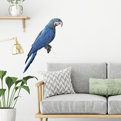 Sticker autocollant Ara bleu au dessus d'un canapé scandinave