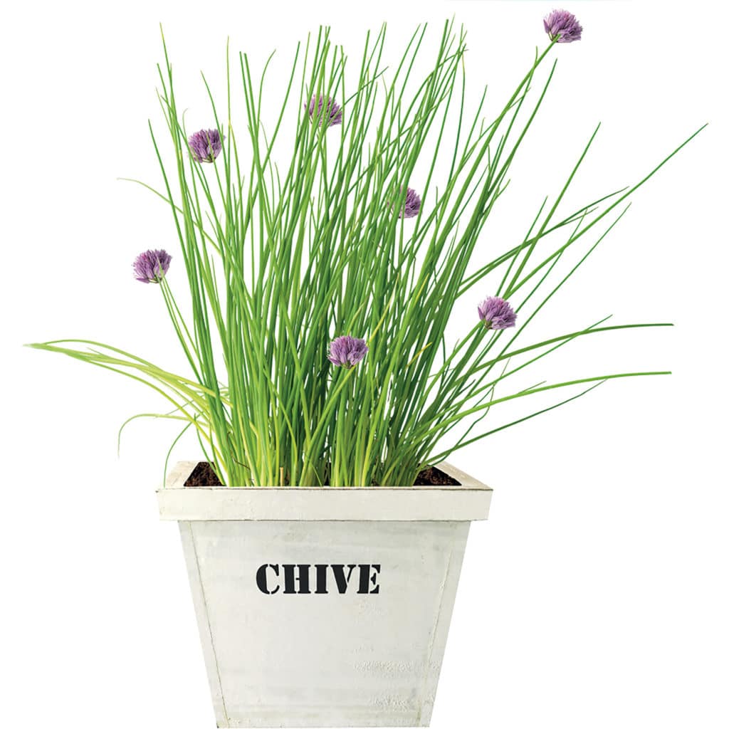 Sticker herbes aromatiques en pot pour carrelage de cuisine