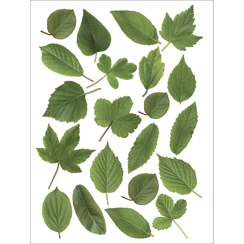 Planche de Stickers adhésifs Herbier feuilles vertes pour déco de fenêtres et vitres