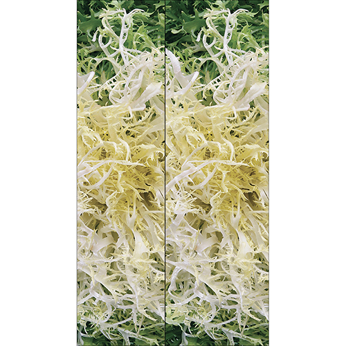 Sticker autocollant pour frigo américain style salade frisée