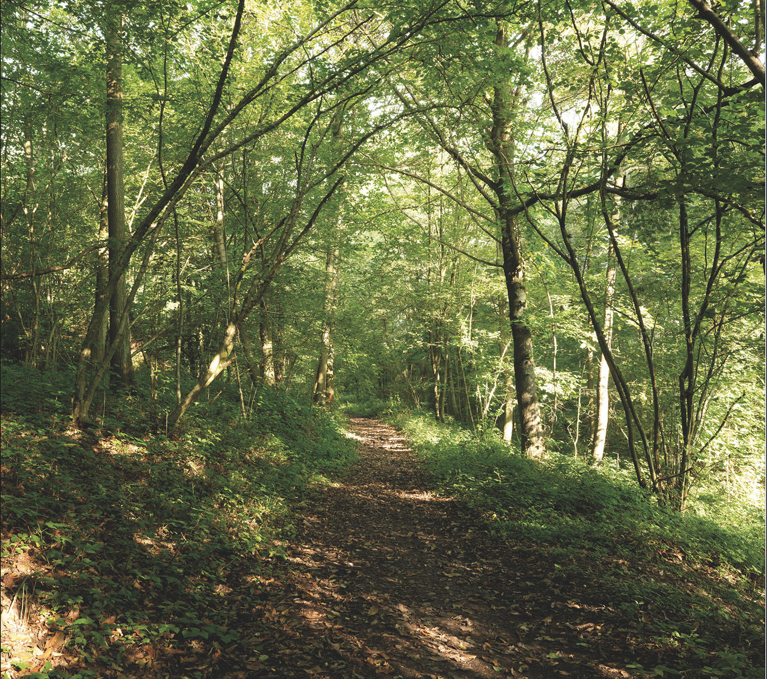 Mur d’image en trois bandes intissées pour les passionnés de nature avec cette vue incroyable de l'intérieur d'une forêt