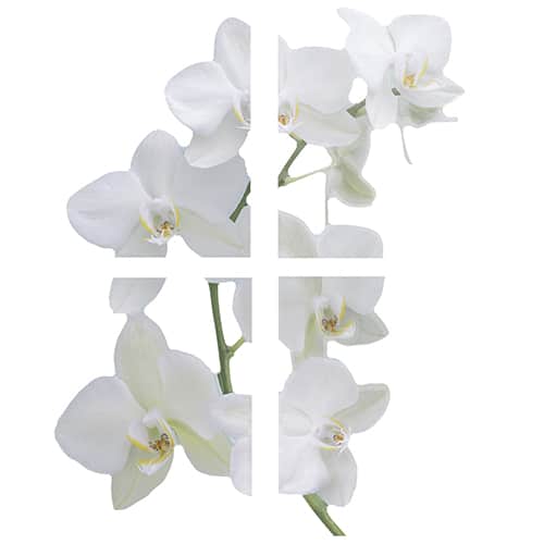 Sticker autocollants Orchidées blanches