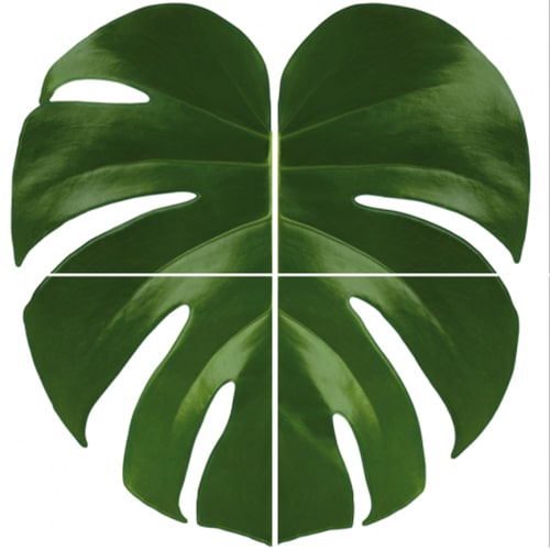 sticker Fleur de Monstera Urban Jungle pour carrelage